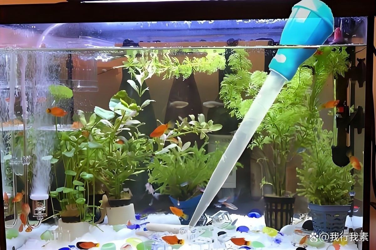 龍魚換水過多有沒有問題