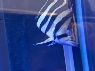 龍魚鉆石眼是什么樣子的：龍魚鉆石眼是什么樣子的龍魚鉆石眼對龍魚的視力有影響