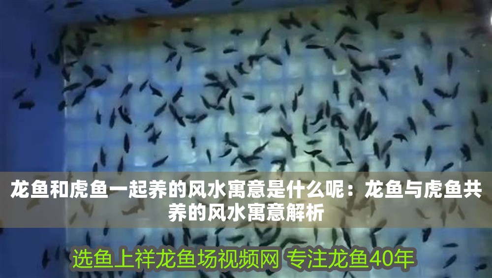 龍魚和虎魚一起養的風水寓意是什么呢：龍魚與虎魚共養的風水寓意解析