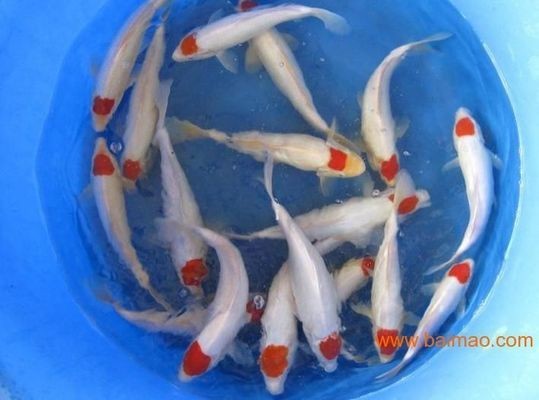 紅龍魚壁紙4k超清全屏