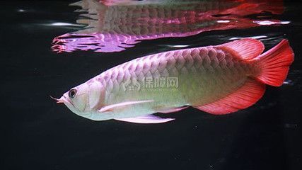 紅金龍魚能不能吃（歷史上紅金龍魚的飼養需要注意一些特殊事項） 紅金龍魚能不能吃（歷史上紅金龍魚的飼養需要注意一些特殊事項） 龍魚百科
