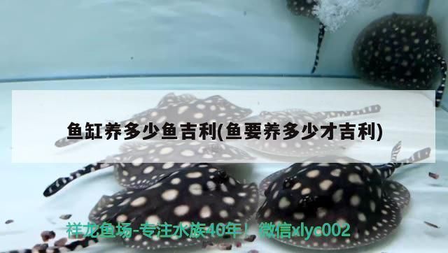 雪龍魚鹽腌制的具體步驟:雪龍魚的鹽腌制過程包括準備原料、清洗、切片和腌制 龍魚百科 第5張 雪龍魚鹽腌制的具體步驟:雪龍魚的鹽腌制過程包括準備原料、清洗、切片和腌制 雪龍魚鹽腌制的具體步驟:雪龍魚的鹽腌制過程包括準備原料、清洗、切片和腌制 龍魚百科 第5張