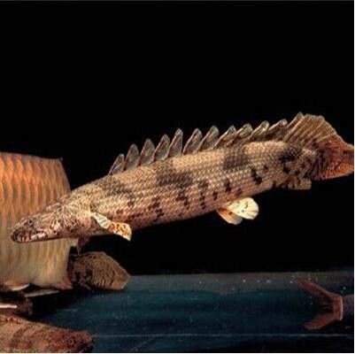 虎紋恐龍魚兇猛嗎圖片大全視頻