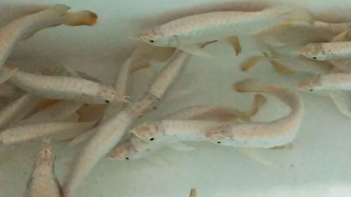 過背金龍魚飼養環境要求（過背金龍魚的飼養環境需要考慮水質、水溫、飼養條件）