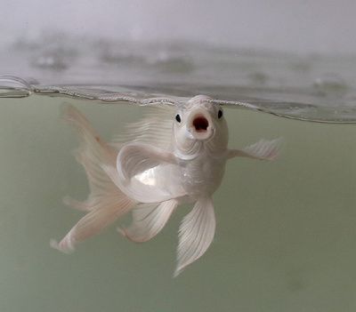 蝴蝶鯉和龍魚可以一起養嗎（蝴蝶鯉可以和龍魚一起養嗎） 蝴蝶鯉和龍魚可以一起養嗎（蝴蝶鯉可以和龍魚一起養嗎） 龍魚百科 第1張