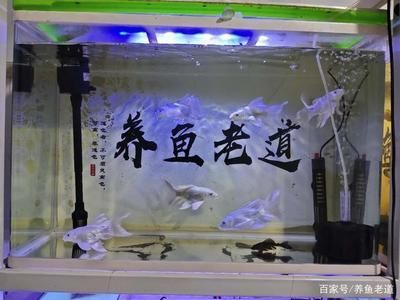 蝴蝶鯉和龍魚可以一起養嗎（蝴蝶鯉可以和龍魚一起養嗎） 蝴蝶鯉和龍魚可以一起養嗎（蝴蝶鯉可以和龍魚一起養嗎） 龍魚百科 第7張