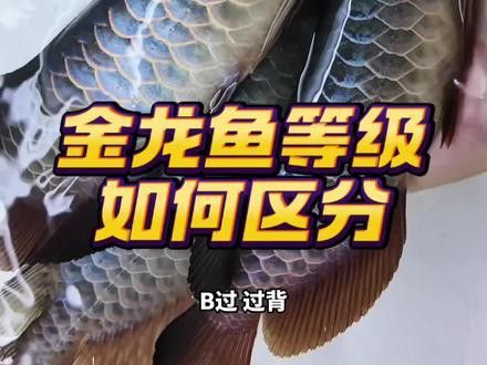 金龍魚一般什么價格多少錢