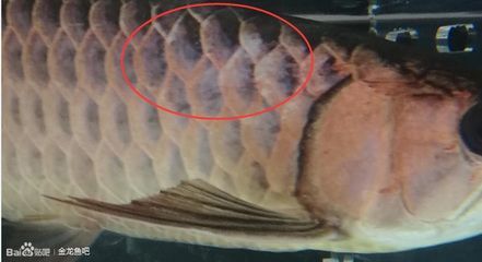 龍魚快速閉合嘴巴發(fā)白怎么辦，：龍魚快速閉合嘴巴發(fā)白怎么辦龍魚快速閉合嘴巴發(fā)白怎么辦