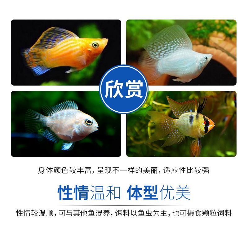 龍魚苗哪里有賣呀：廣州龍魚苗健康標準是什么龍魚苗健康標準是什么