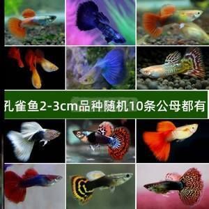觀賞魚藍(lán)龍魚怎么養(yǎng)殖：藍(lán)龍魚的養(yǎng)殖方法，