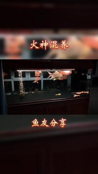 帝龍火神與競品相比有何優(yōu)勢？