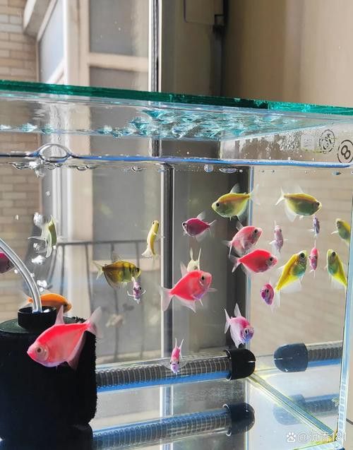 帝龍火神與競品相比有何優(yōu)勢？