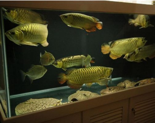 龍魚喜歡吃凍魚嗎：龍魚可以吃凍魚嗎？