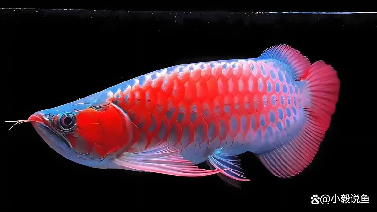 紅龍魚發(fā)色期需要多久？