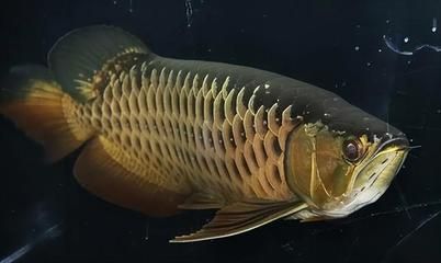 龍魚魚鱗松動(dòng)是什么原因（龍魚魚鱗松動(dòng)可能由多種因素引起，龍魚魚鱗松動(dòng)是什么原因）