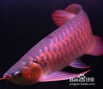 龍魚魚鱗松動(dòng)是什么原因（龍魚魚鱗松動(dòng)可能由多種因素引起，龍魚魚鱗松動(dòng)是什么原因）