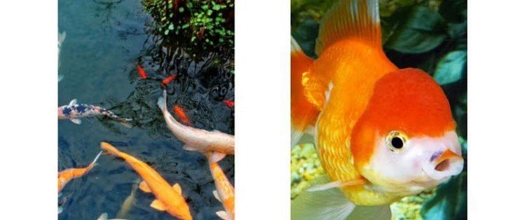 如何保持古典金龍魚的水溫穩(wěn)定？