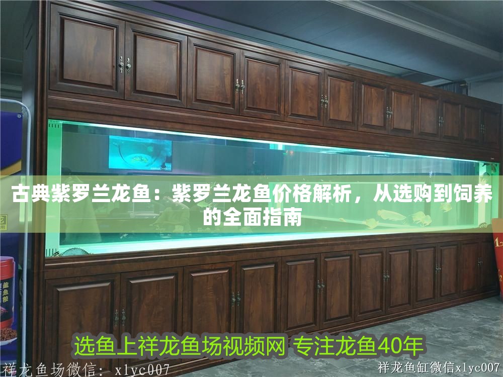 古典紫羅蘭龍魚(yú)：紫羅蘭龍魚(yú)價(jià)格解析，從選購(gòu)到飼養(yǎng)的全面指南 古典紫羅蘭龍魚(yú)：紫羅蘭龍魚(yú)價(jià)格解析，從選購(gòu)到飼養(yǎng)的全面指南 龍魚(yú)百科 第1張