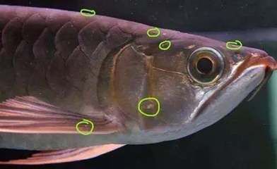 龍魚疾病圖解大全視頻教程下載：了解龍魚的常見病癥及其治療方法 龍魚疾病圖解大全視頻教程下載：了解龍魚的常見病癥及其治療方法 龍魚百科 第4張