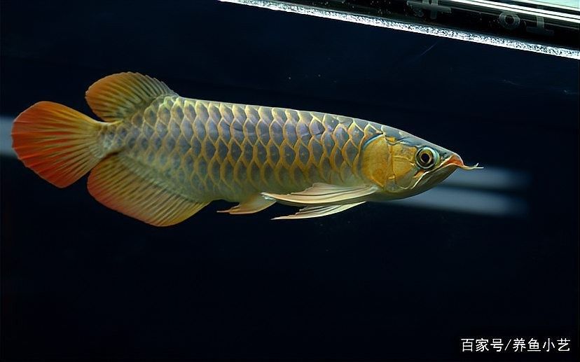 龍魚傷勢惡化有哪些表現？