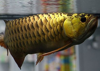 龍魚并須是怎么回事：龍魚并須與品種選擇關(guān)系，