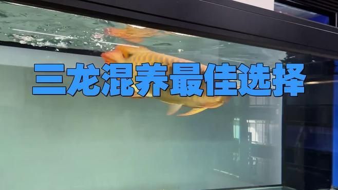 龍魚混養(yǎng)需要哪些注意事項？
