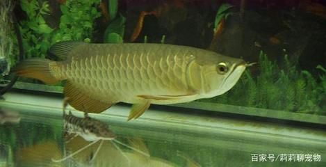 養龍魚需要細致關注和精心管理的任務和條件和要求:養龍魚的基本要求 龍魚百科 第3張 養龍魚需要細致關注和精心管理的任務和條件和要求:養龍魚的基本要求 養龍魚需要細致關注和精心管理的任務和條件和要求:養龍魚的基本要求 龍魚百科 第3張