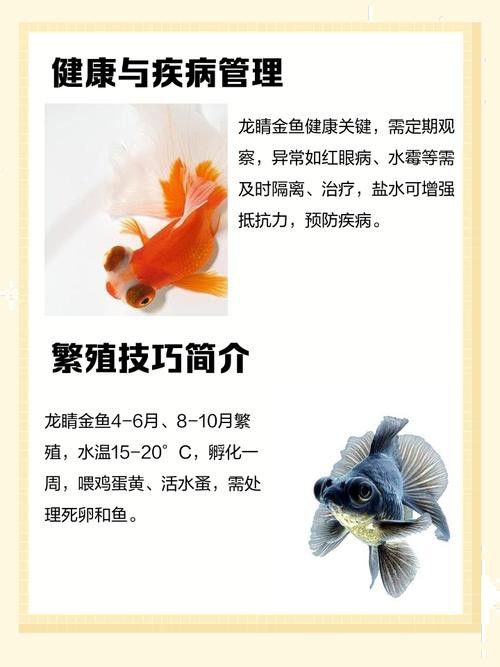 哪里可以購買到龍睛魚？ 哪里可以購買到龍睛魚？ 龍魚百科 第9張