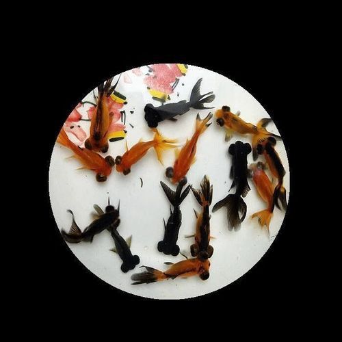 哪里可以購買到龍睛魚？ 哪里可以購買到龍睛魚？ 龍魚百科 第13張