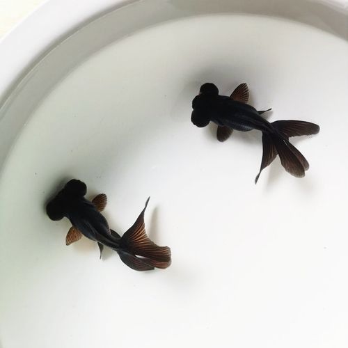 哪里可以購買到龍睛魚？ 哪里可以購買到龍睛魚？ 龍魚百科 第11張
