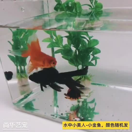 哪里可以購買到龍睛魚？ 哪里可以購買到龍睛魚？ 龍魚百科 第16張