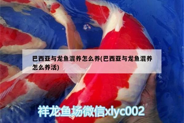 龍魚(yú)和巴西亞混養(yǎng)技巧（巴西亞和龍魚(yú)混養(yǎng)的注意事項(xiàng)）