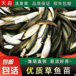 龍魚不吃飼料魚：當龍魚拒食飼料時，可能的原因有很多