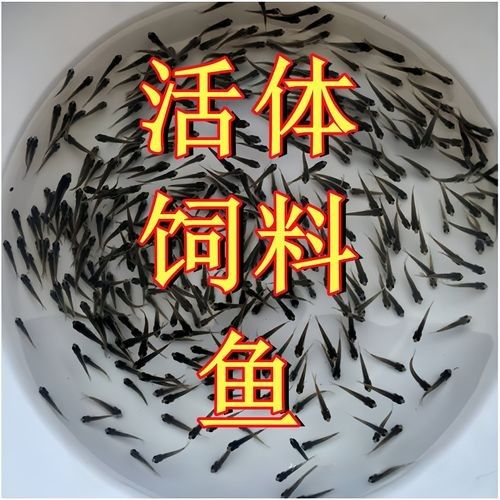 龍魚飼料哪個牌子好 龍魚飼料哪個牌子好 龍魚百科 第9張