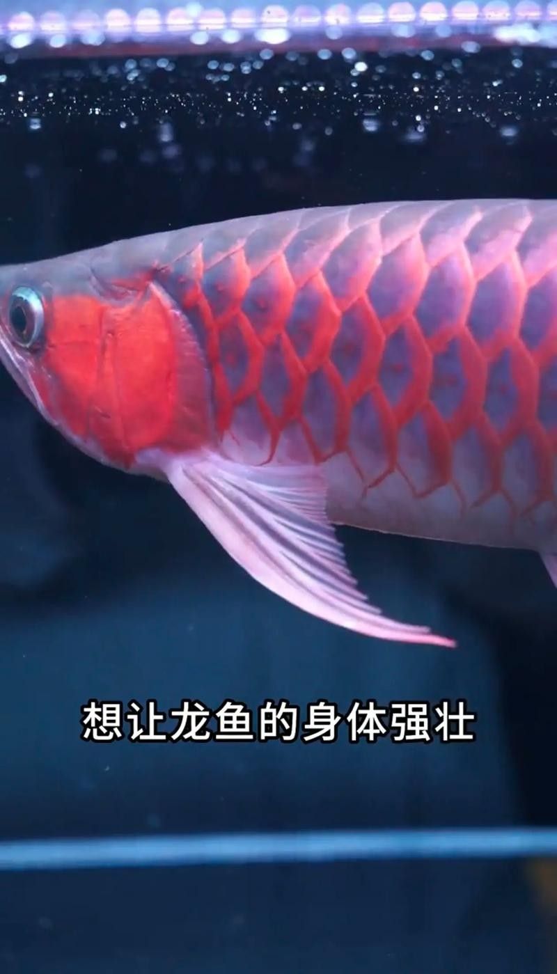 龍魚飼料哪個牌子好 龍魚飼料哪個牌子好 龍魚百科 第13張