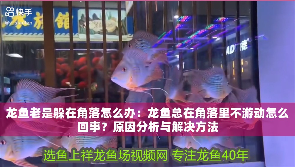 龍魚老是躲在角落怎么辦：龍魚總在角落里不游動怎么回事？原因分析與解決方法