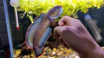 彩虹雷龍魚怎么分公母？：彩虹雷龍魚的公母分辨主要有以下幾種方法可以分辨 彩虹雷龍魚怎么分公母？：彩虹雷龍魚的公母分辨主要有以下幾種方法可以分辨 龍魚百科 第2張