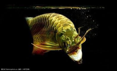 金龍魚高清壁紙：金龍魚高清壁紙網站