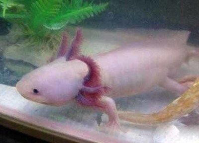 4腳龍魚吃蚯蚓嗎（四腳龍魚吃什么「四腳龍魚吃蚯蚓可以嗎）
