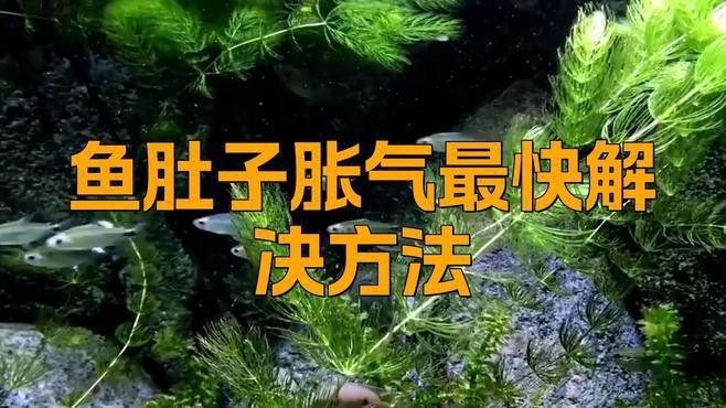 龍魚肚子鼓脹如何緊急處理？