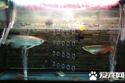 龍魚養殖技術教材目錄：龍魚養殖技術教材目錄包括以下部分旨在提供全面的指南和資源