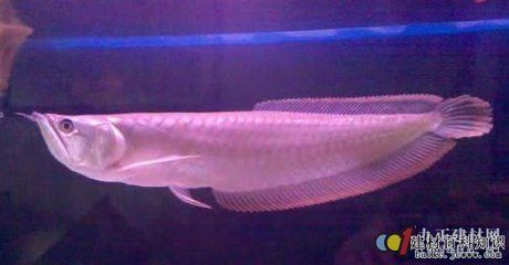 家里養(yǎng)銀龍魚(yú)的寓意和風(fēng)水講究是什么（養(yǎng)銀龍魚(yú)有什么風(fēng)水講究）