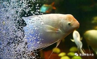 家里養(yǎng)銀龍魚(yú)的寓意和風(fēng)水講究是什么（養(yǎng)銀龍魚(yú)有什么風(fēng)水講究）