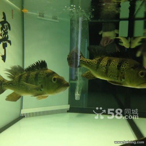 烏魯木齊哪兒買金龍魚便宜（新疆華凌市場） 烏魯木齊哪兒買金龍魚便宜（新疆華凌市場） 龍魚百科 第1張