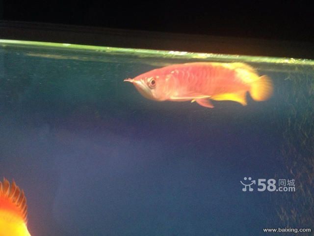 烏魯木齊哪兒買金龍魚便宜（新疆華凌市場） 烏魯木齊哪兒買金龍魚便宜（新疆華凌市場） 龍魚百科 第3張