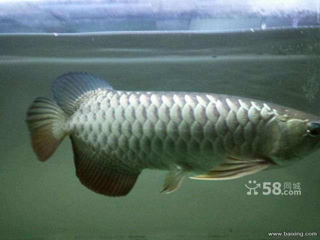 烏魯木齊哪兒買金龍魚便宜（新疆華凌市場） 烏魯木齊哪兒買金龍魚便宜（新疆華凌市場） 龍魚百科 第4張