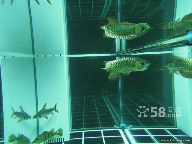 烏魯木齊哪兒買金龍魚便宜（新疆華凌市場） 烏魯木齊哪兒買金龍魚便宜（新疆華凌市場） 龍魚百科 第5張