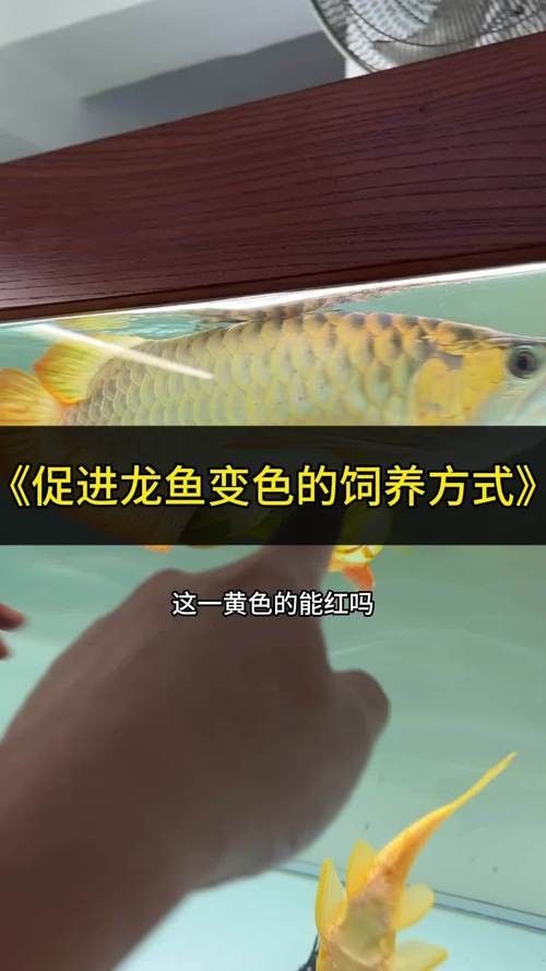 龍魚發色過程圖片欣賞大全圖