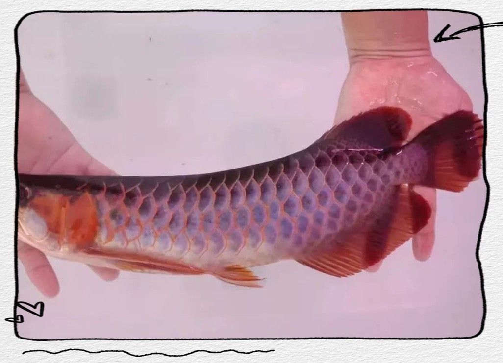 龍魚發色過程圖片欣賞大全圖