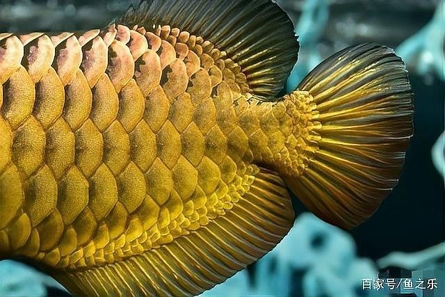 龍魚發色過程圖片欣賞大全圖